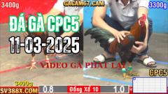 Clip Đá Gà THOMO [CPC5] 11/3 - Đá Gà Trực Tiếp1